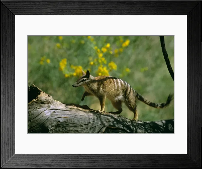 Framed Print : Numbat - walking on log, Southwest Western Australia JPF47335 Framed Print : Numbat - walking on log, Southwest Western Australia JPF47335