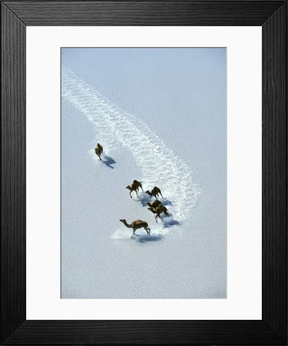 Framed Print : Dromedary - Crossing salt / shallow water, Lake Gairdner, South Australia JPF47220 Framed Print : Dromedary - Crossing salt / shallow water, Lake Gairdner, South Australia JPF47220