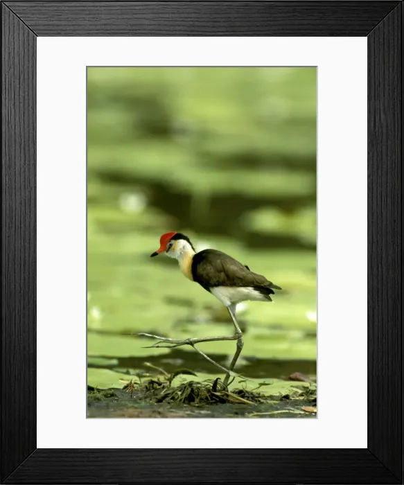 Framed Print : Comb-crested Jacana / Lotusbird) walking on waterlily, Kakadu National Park (World Heritage Area), Northern Territory, Australia, Indonesia to N and E Australia JPF50943 Framed Print : Comb-crested Jacana / Lotusbird) walking on waterlily, Kakadu National Park (World Heritage Area), Northern Territory, Australia, Indonesia to N and E Australia JPF50943
