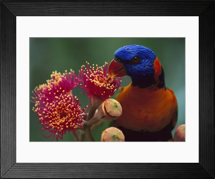 Framed Print : Red-collared lorikeet - Feeding on Swamp bloodwood (Eucalyptus ptychocarpa) Kakadu National Park (World Heritage Area), Northern Territory, Australia JPF51004