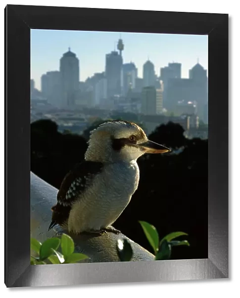 Laughing Kookaburra - On city balcony rail, Sydney, New South Wales, Australia, eastern and south eastern Australia JPF51313