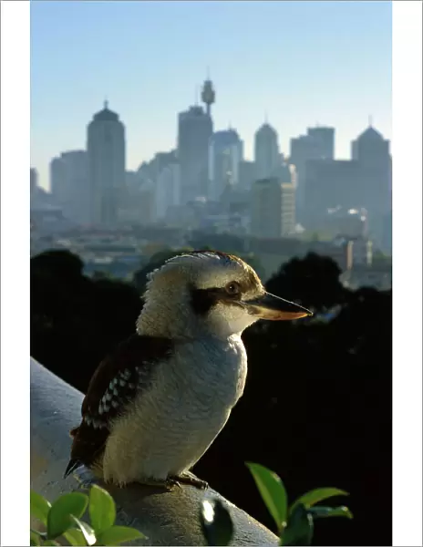 Laughing Kookaburra - On city balcony rail, Sydney, New South Wales, Australia, eastern and south eastern Australia JPF51313