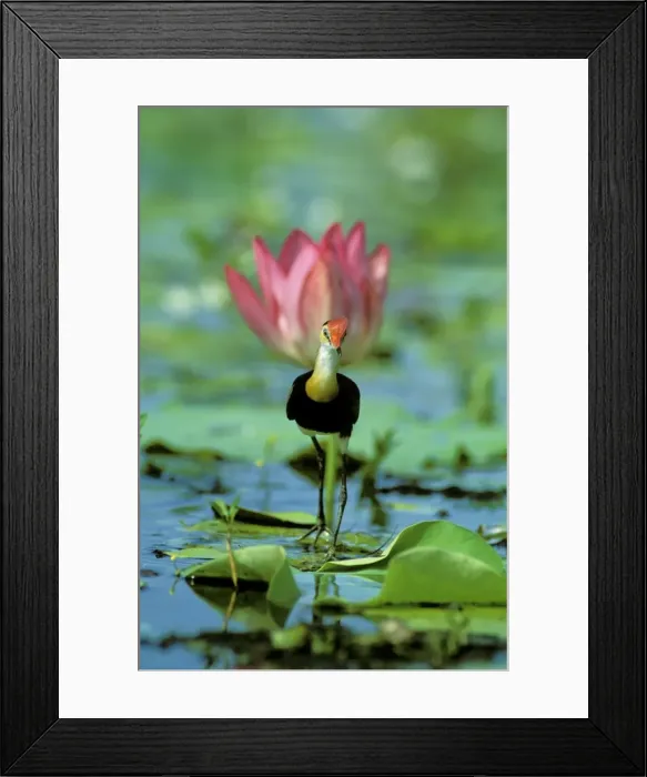 Framed Print : Comb-crested Jacana / Lotusbird - On lilly - Kakadu National Park (World Heritage Area), Northern Territory, Australia, Indonesia to N and E Australia JPF51269 Framed Print : Comb-crested Jacana / Lotusbird - On lilly - Kakadu National Park (World Heritage Area), Northern Territory, Australia, Indonesia to N and E Australia JPF51269