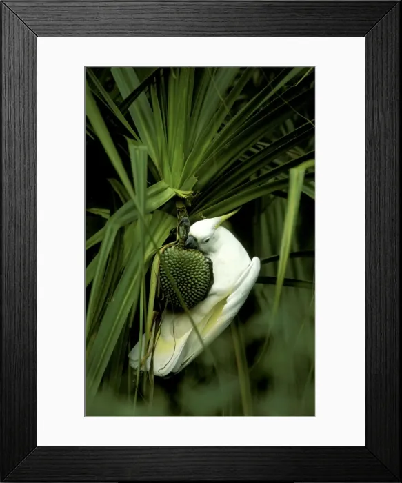 Framed Print : Sulphur-crested Cockatoo - Feeding on River pandanus nut (Pandanus aquaticus) Jim Jim Creek, Kakadu National Park, Northern Territory, Australia, N and E Australia, Eastern Wallacea, New Guinea JPF51251 Framed Print : Sulphur-crested Cockatoo - Feeding on River pandanus nut (Pandanus aquaticus) Jim Jim Creek, Kakadu National Park, Northern Territory, Australia, N and E Australia, Eastern Wallacea, New Guinea JPF51251