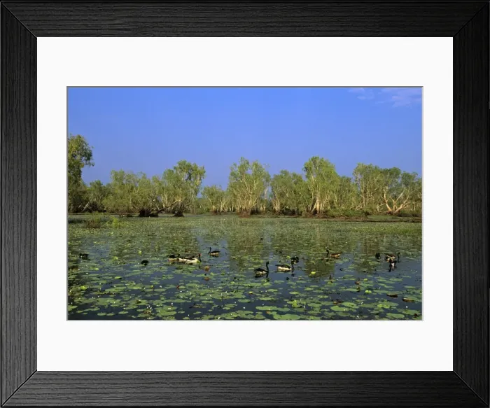 Framed Print : Magpie Goose - Feeding in Yellow Water, Kakadu National Park (World Heritage Area), Northern Territory, Australia JPF51422 Framed Print : Magpie Goose - Feeding in Yellow Water, Kakadu National Park (World Heritage Area), Northern Territory, Australia JPF51422