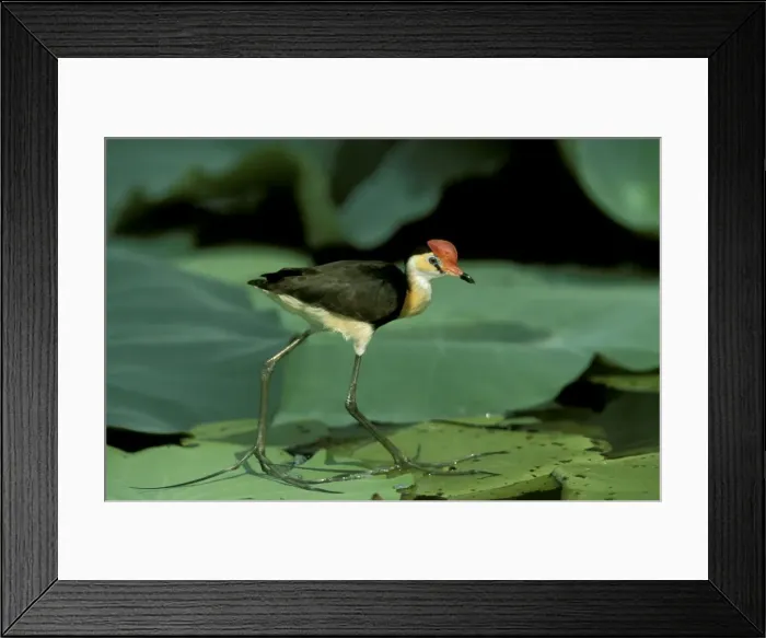 Framed Print : Comb-crested Jacana / Lotusbird - Standing on lilly - Kakadu National Park (World Heritage Area), Northern Territory, Australia, Indonesia to N and E Australia JPF51409 Framed Print : Comb-crested Jacana / Lotusbird - Standing on lilly - Kakadu National Park (World Heritage Area), Northern Territory, Australia, Indonesia to N and E Australia JPF51409
