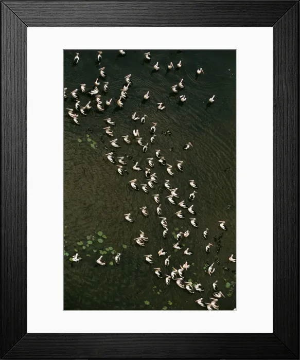 Framed Print : Magela Wetlands during The Wet Kakadu National Park (World Heritage Area) - Pelicans in water - Northern Territory, Australia JPF51359