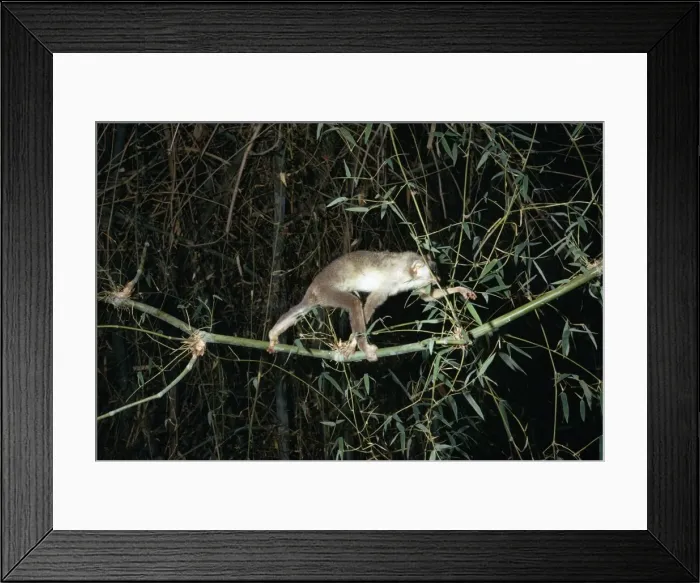 Framed Print : Slender Loris - In tree, South India, Sri Lanka JPF17004 Framed Print : Slender Loris - In tree, South India, Sri Lanka JPF17004