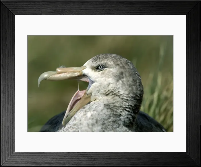 Framed Print : Antarctic Giant-Petrel - With a green bill tip, South Georgia, Antarctica, circumpolar, southern Hemisphere, December JPF51686 Framed Print : Antarctic Giant-Petrel - With a green bill tip, South Georgia, Antarctica, circumpolar, southern Hemisphere, December JPF51686