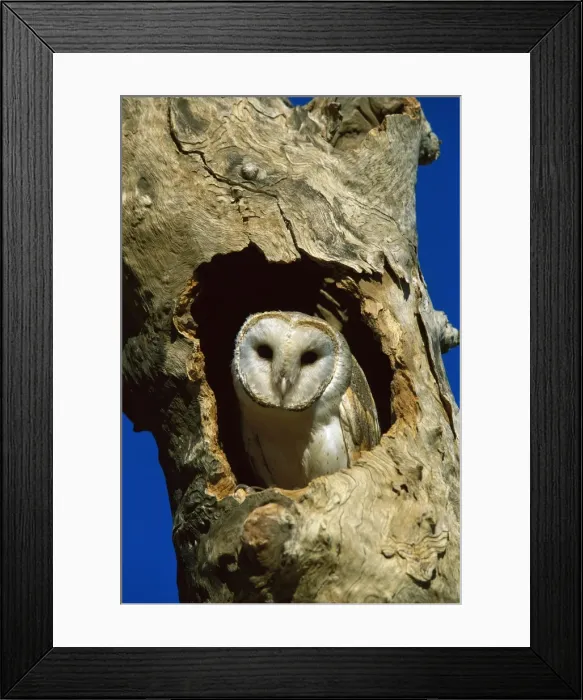 Framed Print : Barn Owl - in tree hollow, western New South Wales, Australia, Worldwide JPF52453 Framed Print : Barn Owl - in tree hollow, western New South Wales, Australia, Worldwide JPF52453
