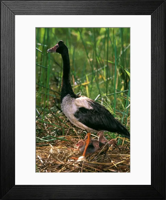 Framed Print : Magpie Goose - female on floating nest with chicks on the flood plains of Mary River after the wet Northern Territory, Australia JPF52524 Framed Print : Magpie Goose - female on floating nest with chicks on the flood plains of Mary River after the wet Northern Territory, Australia JPF52524