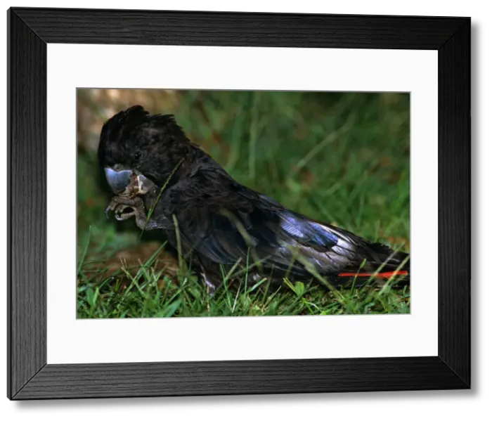 Framed Print : Red-tailed Black Cockatoo - On ground, putting morsel to mouth with one claw, Kakadu National Park, Northern Territory, Australia JPF53072 Framed Print : Red-tailed Black Cockatoo - On ground, putting morsel to mouth with one claw, Kakadu National Park, Northern Territory, Australia JPF53072