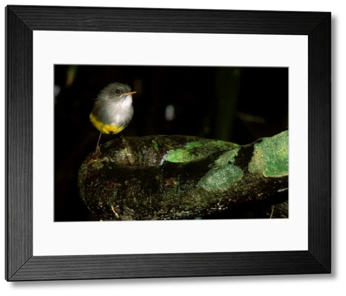 Framed Print : Yellow-bellied Robin - Perched on log JPF52134 Framed Print : Yellow-bellied Robin - Perched on log JPF52134