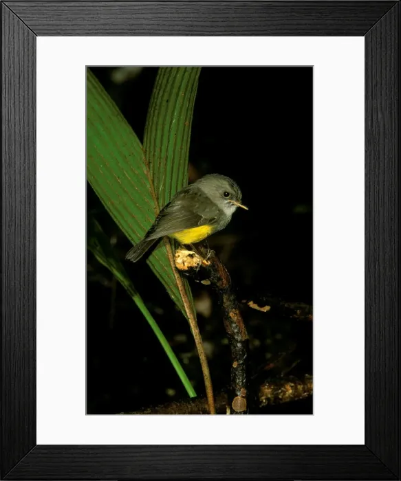 Framed Print : Yellow-bellied Robin - Perched on branch JPF52133 Framed Print : Yellow-bellied Robin - Perched on branch JPF52133