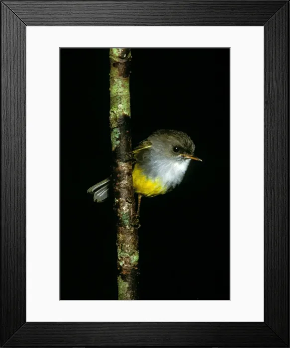 Framed Print : Yellow-bellied Robin - Perched on branch JPF52135 Framed Print : Yellow-bellied Robin - Perched on branch JPF52135