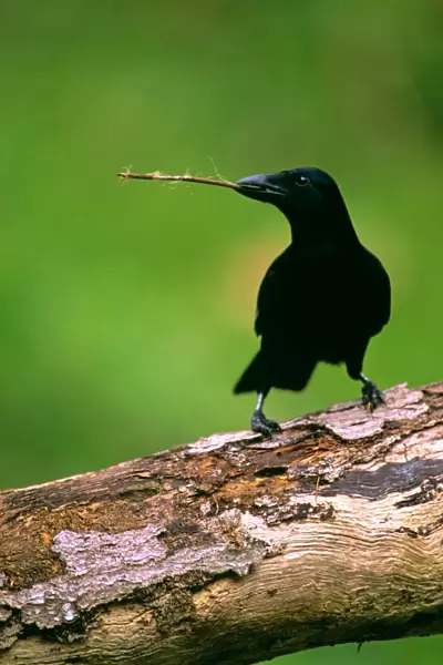 New Caledonian Crow - Using tool to dislodge worms - New Caledonia JPF52123