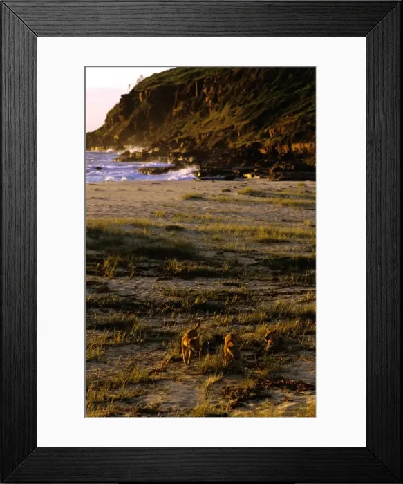 Framed Print : Dingo - On dunes by beach - Nadgee Nature Reserve, far south coast New South Wales, Australia JPF55142 Framed Print : Dingo - On dunes by beach - Nadgee Nature Reserve, far south coast New South Wales, Australia JPF55142