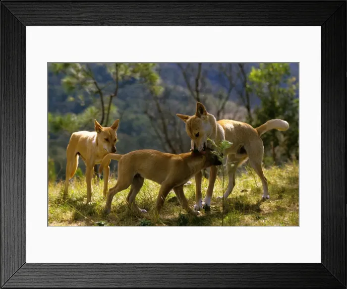 Framed Print : Dingo - Adult biting a juvenile's neck gently, in a lesson in submission, Nadgee Nature Reserve, far south coast New South Wales, Australia JPF55141 Framed Print : Dingo - Adult biting a juvenile's neck gently, in a lesson in submission, Nadgee Nature Reserve, far south coast New South Wales, Australia JPF55141