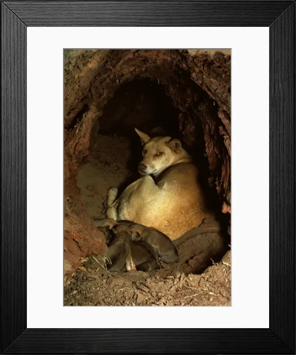 Framed Print : Dingo - Mother with pups in den, Australia JPF55112 Framed Print : Dingo - Mother with pups in den, Australia JPF55112