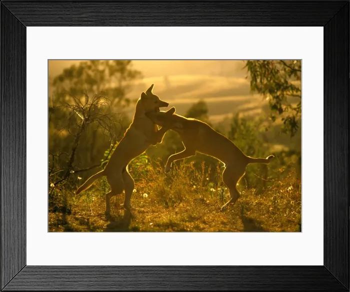 Framed Print : Dingo - pups play-fighting, Eastern Australia JPF55072 Framed Print : Dingo - pups play-fighting, Eastern Australia JPF55072