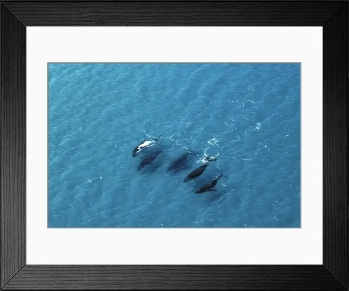 Framed Print : Humpback Whales - Aerial view of migrating pod, Platypus Bay, Fraser Island, Queensland, Australia JPF25503 Framed Print : Humpback Whales - Aerial view of migrating pod, Platypus Bay, Fraser Island, Queensland, Australia JPF25503
