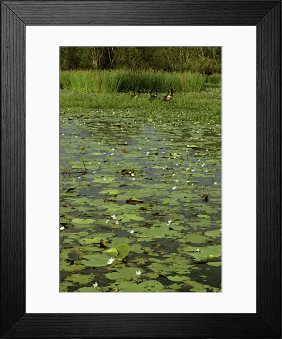 Framed Print : Magpie Geese - Yellow Water billabong with waterlilies (Nymphoides indica) - Kakadu National Park (World Heritage Area), Northern Territory, Australia JPF55048 Framed Print : Magpie Geese - Yellow Water billabong with waterlilies (Nymphoides indica) - Kakadu National Park (World Heritage Area), Northern Territory, Australia JPF55048