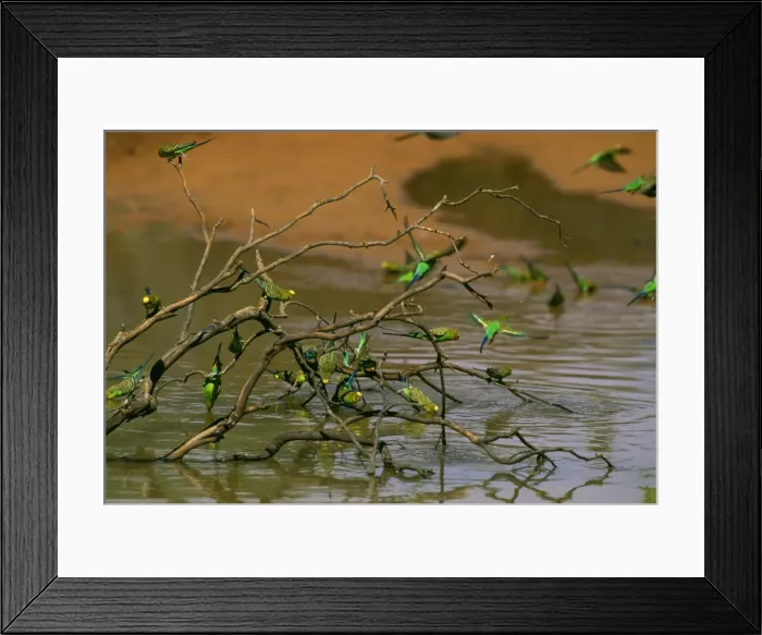 Framed Print : Budgerigars - Drinking at ephemeral waterhole Far western New South Wales, Australia JPF52538 Framed Print : Budgerigars - Drinking at ephemeral waterhole Far western New South Wales, Australia JPF52538