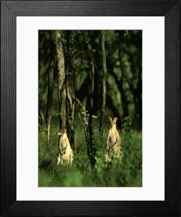 Framed Print : Agile / Kimberley / Sandy / Jungle / Grass / River Wallaby - On hind legs in woods - Kakadu National Park (World Heritage Area), Northern Territory, Australia, Far north coast of Australia JPF52740 Framed Print : Agile / Kimberley / Sandy / Jungle / Grass / River Wallaby - On hind legs in woods - Kakadu National Park (World Heritage Area), Northern Territory, Australia, Far north coast of Australia JPF52740