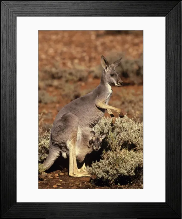 Framed Print : Red Kangaroo - Female with joey in pouch Kinchega National Park, far western New South Wales, Australia JPF52759 Framed Print : Red Kangaroo - Female with joey in pouch Kinchega National Park, far western New South Wales, Australia JPF52759