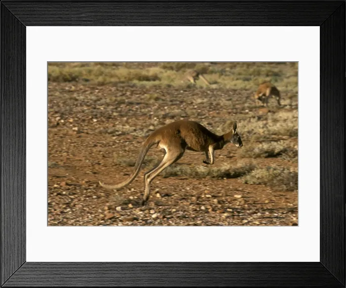 Framed Print : Red Kangaroo - Running across gibber - Western New South Wales, Australia JPF52755 Framed Print : Red Kangaroo - Running across gibber - Western New South Wales, Australia JPF52755