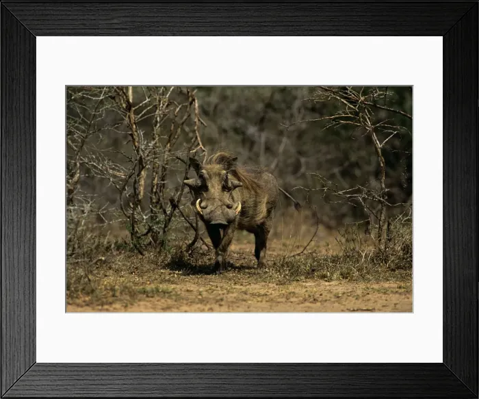 Framed Print : Warthog - Hluhluwe-Umfolozi Game Reserve, KwaZulu-Natal, South Africa JPF53073 Framed Print : Warthog - Hluhluwe-Umfolozi Game Reserve, KwaZulu-Natal, South Africa JPF53073