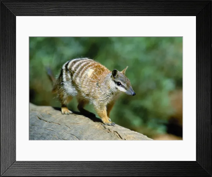 Framed Print : Numbat - Walking on log - Southwest Western Australia JPF52528 Framed Print : Numbat - Walking on log - Southwest Western Australia JPF52528