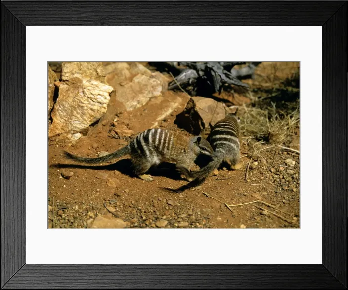 Framed Print : Numbat - Perup Forest, Western Australia JPF53074 Framed Print : Numbat - Perup Forest, Western Australia JPF53074