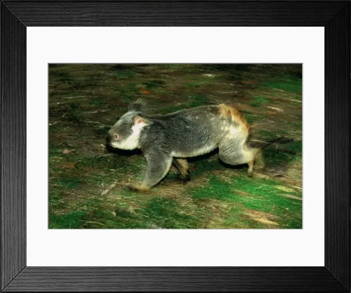 Framed Print : Koala - Running along ground - Eastern Australia JPF55114 Framed Print : Koala - Running along ground - Eastern Australia JPF55114