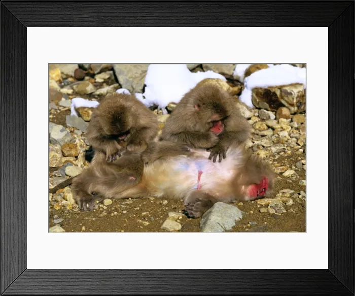 Framed Print : Japanese Macaque Two grooming a third - Joshinetsu Kogen National Park, Shiga Highlands, Honshu, Japan JPF53071 Framed Print : Japanese Macaque Two grooming a third - Joshinetsu Kogen National Park, Shiga Highlands, Honshu, Japan JPF53071