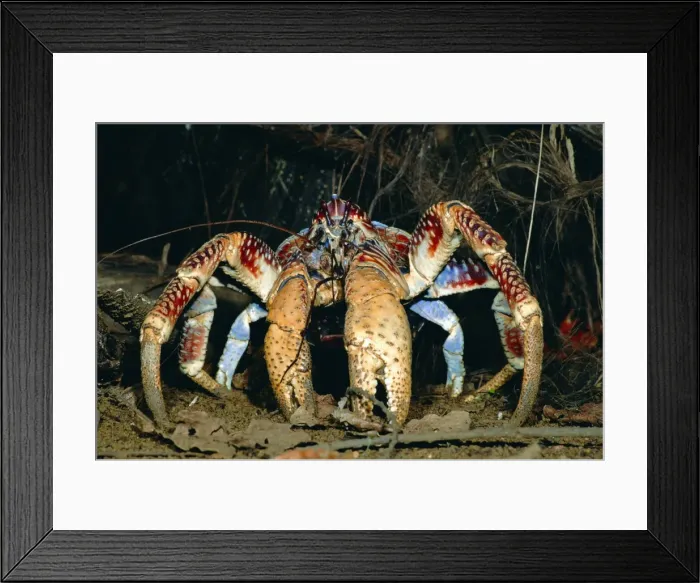 Framed Print : Robber / Coconut Crab - Christmas Island - Indian Ocean (Australian Territory) JPF35915 Framed Print : Robber / Coconut Crab - Christmas Island - Indian Ocean (Australian Territory) JPF35915