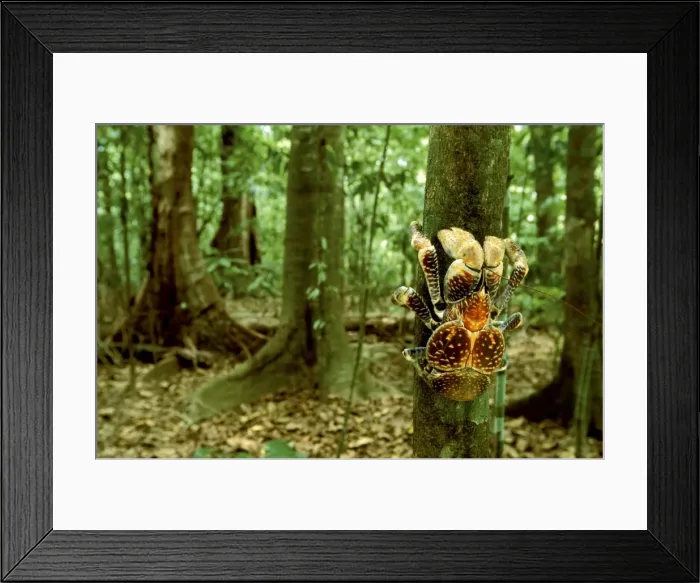 Framed Print : Robber / Coconut Crab - Climbing tree - Christmas Island - Indian Ocean (Australian Territory) JPF35909 Framed Print : Robber / Coconut Crab - Climbing tree - Christmas Island - Indian Ocean (Australian Territory) JPF35909