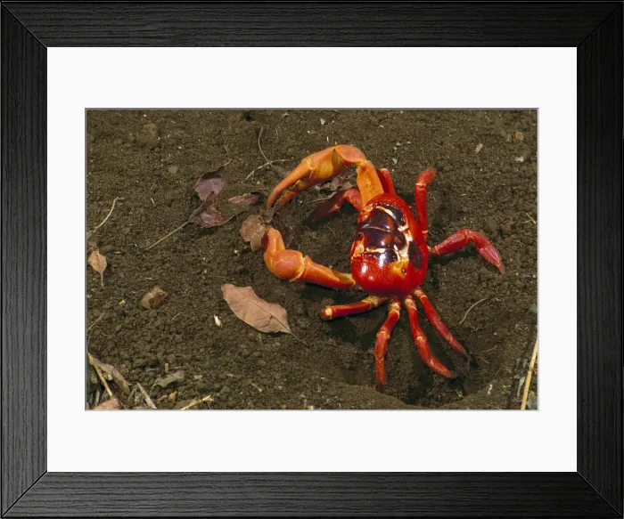 Framed Print : Red Crab (a land crab) - male digging burrow (mating place) - Christmas Island - Indian Ocean (Australian Territory) JPF35510 Framed Print : Red Crab (a land crab) - male digging burrow (mating place) - Christmas Island - Indian Ocean (Australian Territory) JPF35510