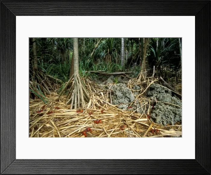 Framed Print : Red Crab (a land crab) - In lower terrace forest where burrows are dug - Christmas Island - Indian Ocean (Australian Territory) JPF35489 Framed Print : Red Crab (a land crab) - In lower terrace forest where burrows are dug - Christmas Island - Indian Ocean (Australian Territory) JPF35489