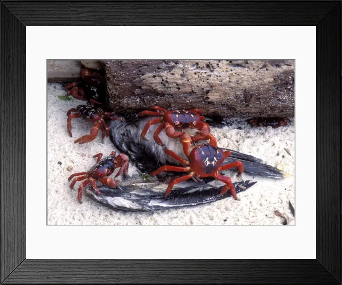 Framed Print : Red Crab (a land crab) - Eating bird (young Booby) - Christmas Island - Indian Ocean (Australian Territory) JPF35483 Framed Print : Red Crab (a land crab) - Eating bird (young Booby) - Christmas Island - Indian Ocean (Australian Territory) JPF35483