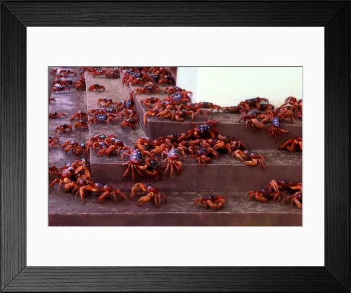 Framed Print : Red Crab (a land crab) - In town on steps during downward migration (mostly males) - Christmas Island - Indian Ocean (Australian Territory) JPF35223 Framed Print : Red Crab (a land crab) - In town on steps during downward migration (mostly males) - Christmas Island - Indian Ocean (Australian Territory) JPF35223