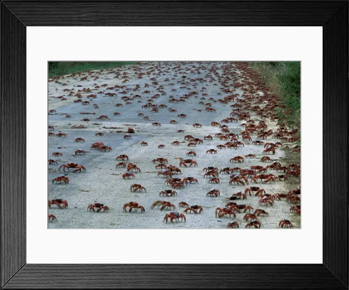 Framed Print : Red Crab (a land crab) - Downward migration crossing road - Christmas Island - Indian Ocean (Australian Territory) JPF35157 Framed Print : Red Crab (a land crab) - Downward migration crossing road - Christmas Island - Indian Ocean (Australian Territory) JPF35157