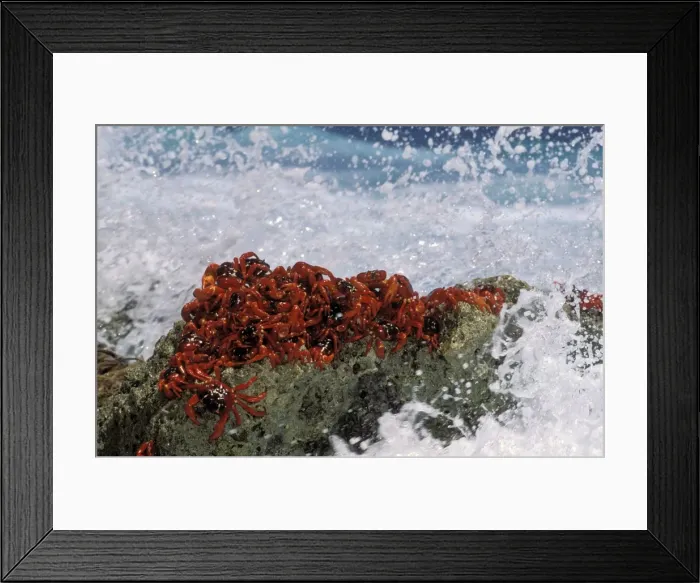 Framed Print : Red Crab (a land crab) - Males ‘dipping to replensih water / salt - Christmas Island - Indian Ocean (Australian Territory) JPF34946 Framed Print : Red Crab (a land crab) - Males ‘dipping to replensih water / salt - Christmas Island - Indian Ocean (Australian Territory) JPF34946