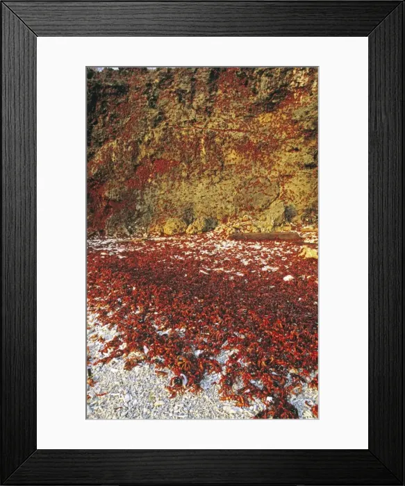 Framed Print : Red Crab (a land crab) - Females climbing cliff after spawning - Christmas Island - Indian Ocean (Australian Territory) JPF34980 Framed Print : Red Crab (a land crab) - Females climbing cliff after spawning - Christmas Island - Indian Ocean (Australian Territory) JPF34980