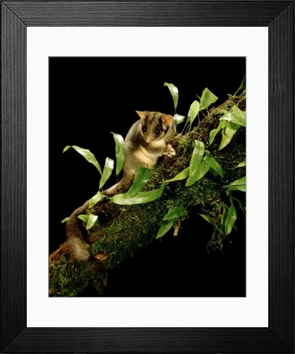 Framed Print : Leadbeater's Possum - Central Highlands, Victoria, Australia, south-eastern Australia in the Central Highlands of Victoria JPF00407 Framed Print : Leadbeater's Possum - Central Highlands, Victoria, Australia, south-eastern Australia in the Central Highlands of Victoria JPF00407