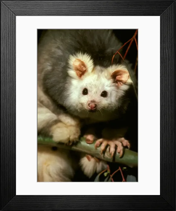 Framed Print : Greater glider - Light phase - Tidbinbilla Nature Reserve, Australian Capital Territory, Australia JPF00388 Framed Print : Greater glider - Light phase - Tidbinbilla Nature Reserve, Australian Capital Territory, Australia JPF00388