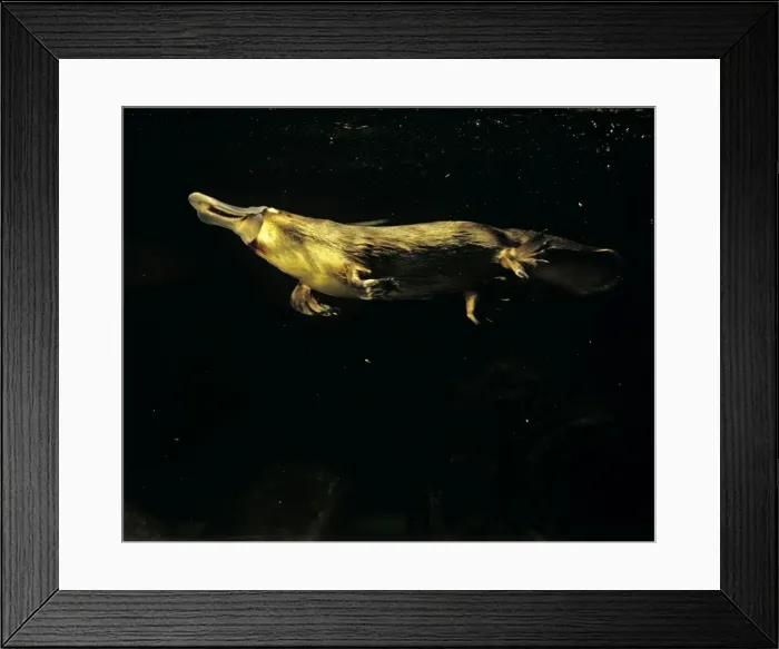 Framed Print : Platypus - Underwater, Eastern Australia, eastern Australia JPF00259 Framed Print : Platypus - Underwater, Eastern Australia, eastern Australia JPF00259