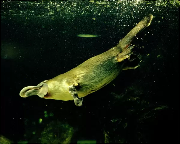 Platypus - Underwater - Eastern Australia JPF00258