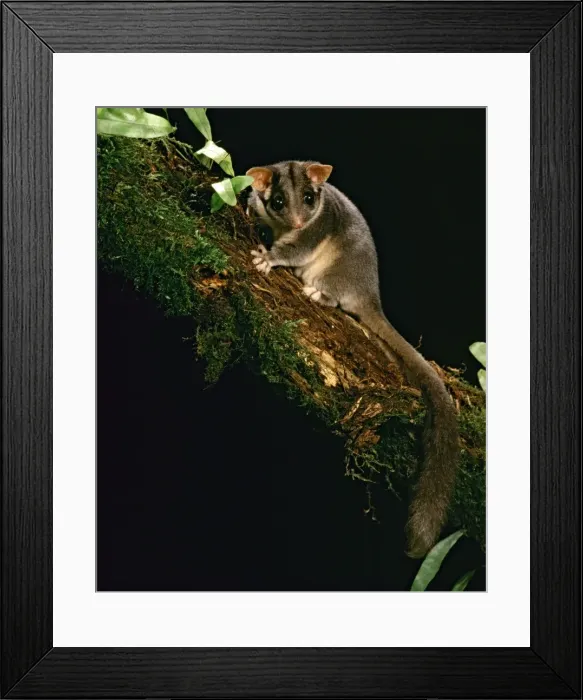 Framed Print : Leadbeater's Possum - Central Highlands, Victoria, Australia ALA00018 Framed Print : Leadbeater's Possum - Central Highlands, Victoria, Australia ALA00018