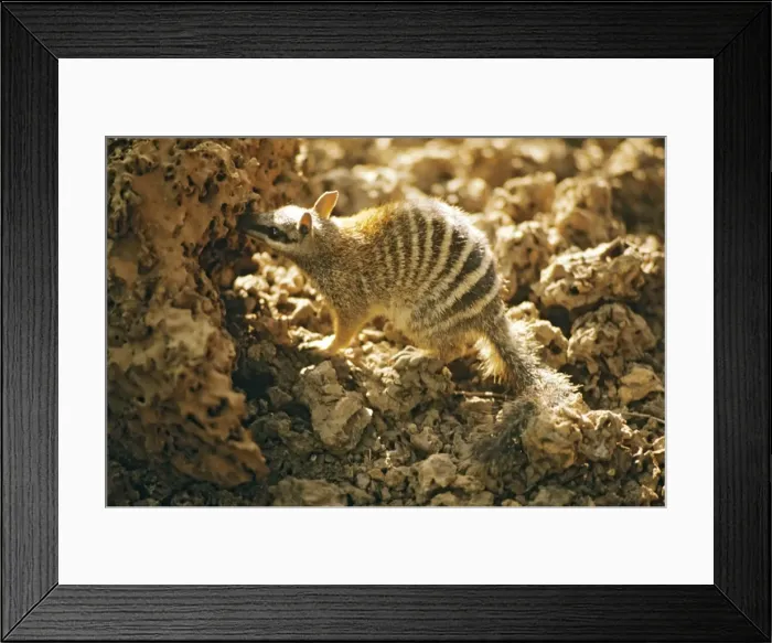 Framed Print : Numbat - At termite mound, Southwest Western Australia JPF00041 Framed Print : Numbat - At termite mound, Southwest Western Australia JPF00041